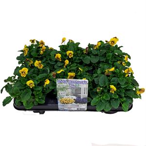 Bild von Viola P12 New Tiger Eye